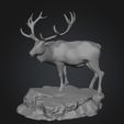 IMG_7599.jpg BULL ELK