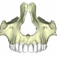 17.jpg maxilar con dientes