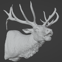 Screenshot-2023-08-02-at-10.00.59-AM.png STL file Elk Shoulder Mount・3D printer design to download
