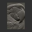 macaws-head-12.jpg relife carving of c macaw head