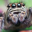 spider.jpg 28/15/6mm SpiderDrone Robot Infantry