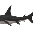 hammerhaed shark4.png Real hammerhead shark