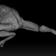 09.jpg 3D PRINTABLE MYTHOSAUR SKULL SORGAN FROG WALKING THE MANDALORIAN
