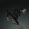 06b.jpg DOG DOG - DOWNLOAD Rottweiler 3d model - animated CANINE PET GUARDIAN WOLF HOUSE HOME GARDEN POLICE - 3D printing DOG DOG DOG