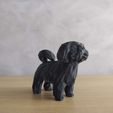 IMG_20211007_170711.jpg Low Poly Shih tzu