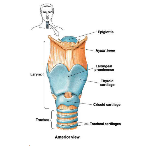 modelo de laringe posterior