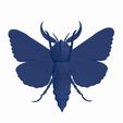 wee.jpg DEATH'S HEAD HAWKMOTH