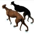040.jpg DOG - DOWNLOAD Greyhound dog 3d model - Animated CANINE PET GUARDIAN WOLF HOUSE HOME GARDEN POLICE - 3D printing Greyhound DOG DOG DOG