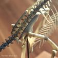 Archaeopteryx_v2_07.jpg Full size Archaeopteryx skeleton