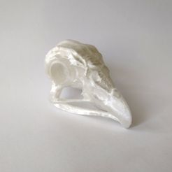 IMG_20220430_105432580.jpg Файл 3D Eagle skull・3D-печатная модель для загрузки