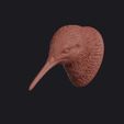kiwi_0015.jpg Kiwi Bird Head Bust Wall Mount