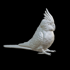 Capture-d’écran-2023-07-23-à-21.33.23.png STL file Budgie Budgerigar parrot cackatoos・3D printing template to download