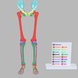 lower-limbs-with-girdle-color-coded-3d-model.jpg lower Limbs with girdle color coded 3D model