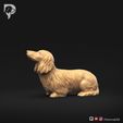 Dachshund-Miniature-Long-Haired-Pose-08-Dog-3D-Print-8s.jpeg Dachshund Miniature Long Haired Pose 08