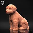 Bichon-Frise-Pose-05-Dog-3D-Print-9s.jpeg Bichon Frise Dog 3D Print Model Pose 05