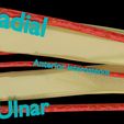 ps9.jpg Upper limb arteries axilla arm forearm 3D model