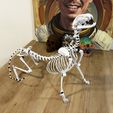 IMG_1734.jpg Cat Skeleton [Articulated]