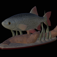 Perlin-5.png fish common rudd statue detailed texture for 3d printing