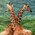 IMG-20250205-WA0037.jpg Mini Beasts Crâne de girafe