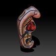 EMBRIONNNNNN N.jpg Embryo for medical studies - Embryo for medical studies Made by @Joaco.Kin