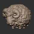 ert345q4.jpg Fat sheep