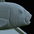Dentex-mouth-statue-74.png fish Common dentex / dentex dentex open mouth statue detailed texture for 3d printing