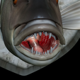 Dentex-head-trophy-25.png fish head trophy Common dentex / dentex dentex open mouth statue detailed texture for 3d printing