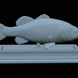 Bass-statue-27.png fish Largemouth Bass / Micropterus salmoides statue detailed texture for 3d printing
