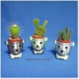 BEAR BRAVO Potted plants