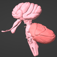 14.png 3D Model of Brain, Brain Stem and Eyes