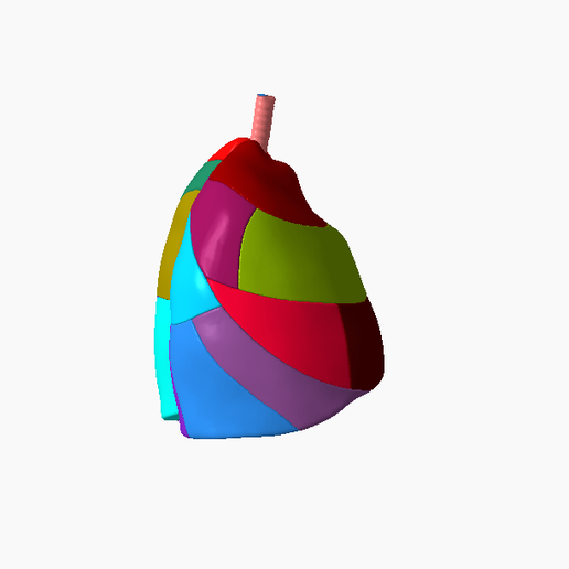 10.png Lower respiratory tract Lung 3D SEGMENTED in 19 PARTS