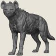 Wild-Hyena-01.jpg Wild Hyena Print Ready 3D Model