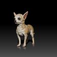 Chiwawa01.jpg Chihuahua - Chiwawa - DOG BREED - CANINE -3D PRINT MODEL