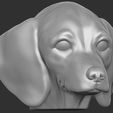 4.jpg Puppy of Dachshund dog head for 3D printing