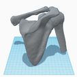 shoulder.jpg SHOULDER JOINT - ANATOMY MODEL