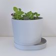 PXL_20220527_054132225.jpg PLANTER 03