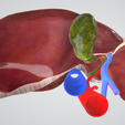 LIVER,-abdominal,-abdomen,-spleen,-pancreas,-pancreatic,-biliary,-hepatic,-artery,-vein,-portal-vein.png 6 PIÈCES Modèle 3D réaliste du foie humain - avec système biliaire, veines portales, veines et artères hépatiques, ligaments du foie
