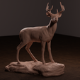 deer-front.png Whitetail Deer