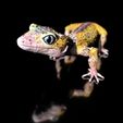 LeopardGecko_BySophie_Szene0008.jpg Archivo 3D Gecko leopardo (forma de color)-archivo de impresión STL-3D - con Full-5・Modelo imprimible en 3D para descargar