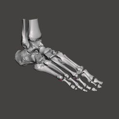 2.jpg RIGHT FOOT BONE-3D BONES OF THE ANKLE AND FEET