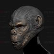 02.jpg King Monkey Mask - Kingdom of The Planet of The Apes