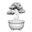 Bonsai.jpg Bonsai