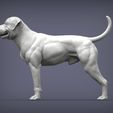 american-bulldog2.jpg american bulldog 3D print model