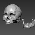 zbrush2.jpg Skull