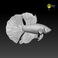 Betta_7.jpg Betta fish - Ready for 3D print