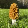 morrel_005.jpg Morel mushroom (lamp option)