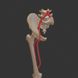 femoral-artery3.png Anatomy Femoral Artery