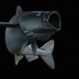 coalfish-open-mouth-statue-box-26.png COALFISH / POLLACHIUS VIRENS trophy with storage space for 3d printing