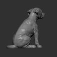 puppy-rhodesian-ridgeback-sitting12.jpg Puppy rhodesian ridgeback sitting 3D print model
