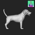 Beagle3.jpg Beagle Breed Dog